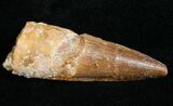 Juvenile Spinosaurus Tooth - Aquatic Dinosaur #10930-1
